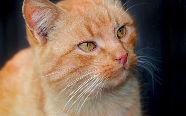 cats, Animals, Pets HD Wallpaper Desktop Background