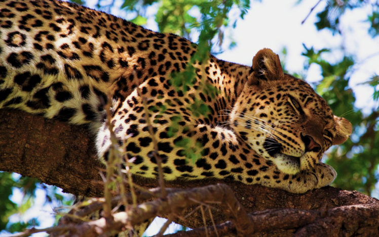 jaguar, Animals, Cats, Predators, Trees, Africa, Safari, Spots, Face, Eyes, Whiskers HD Wallpaper Desktop Background