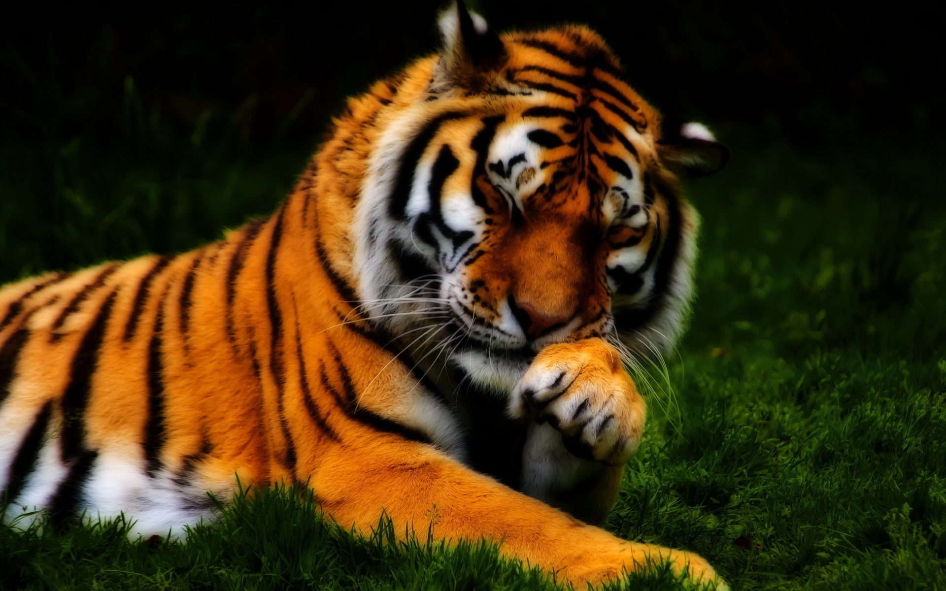 tiger, Animals, Cats, Paw, Face, Whiskers, Color, Contrast, Stripes,  Pattern, Orange, Plants, Nature, Wildlife, Zoo, Predator, Abstract  Wallpapers HD / Desktop and Mobile Backgrounds