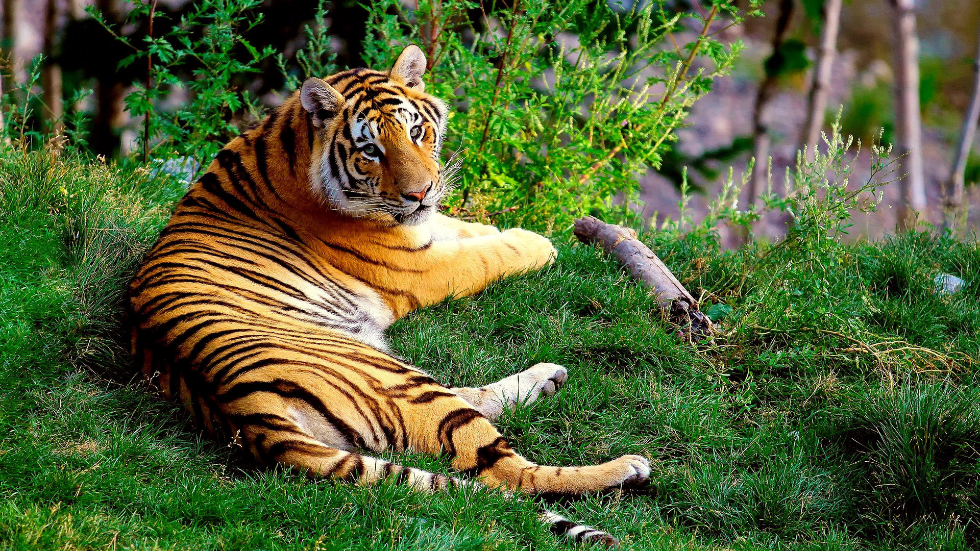 animals, Cats, Tigers, Stripes, Color, Pattern, Wildlife, Predator, Landscapes, Grass, Green, Plants, Trees, Contrast Wallpaper