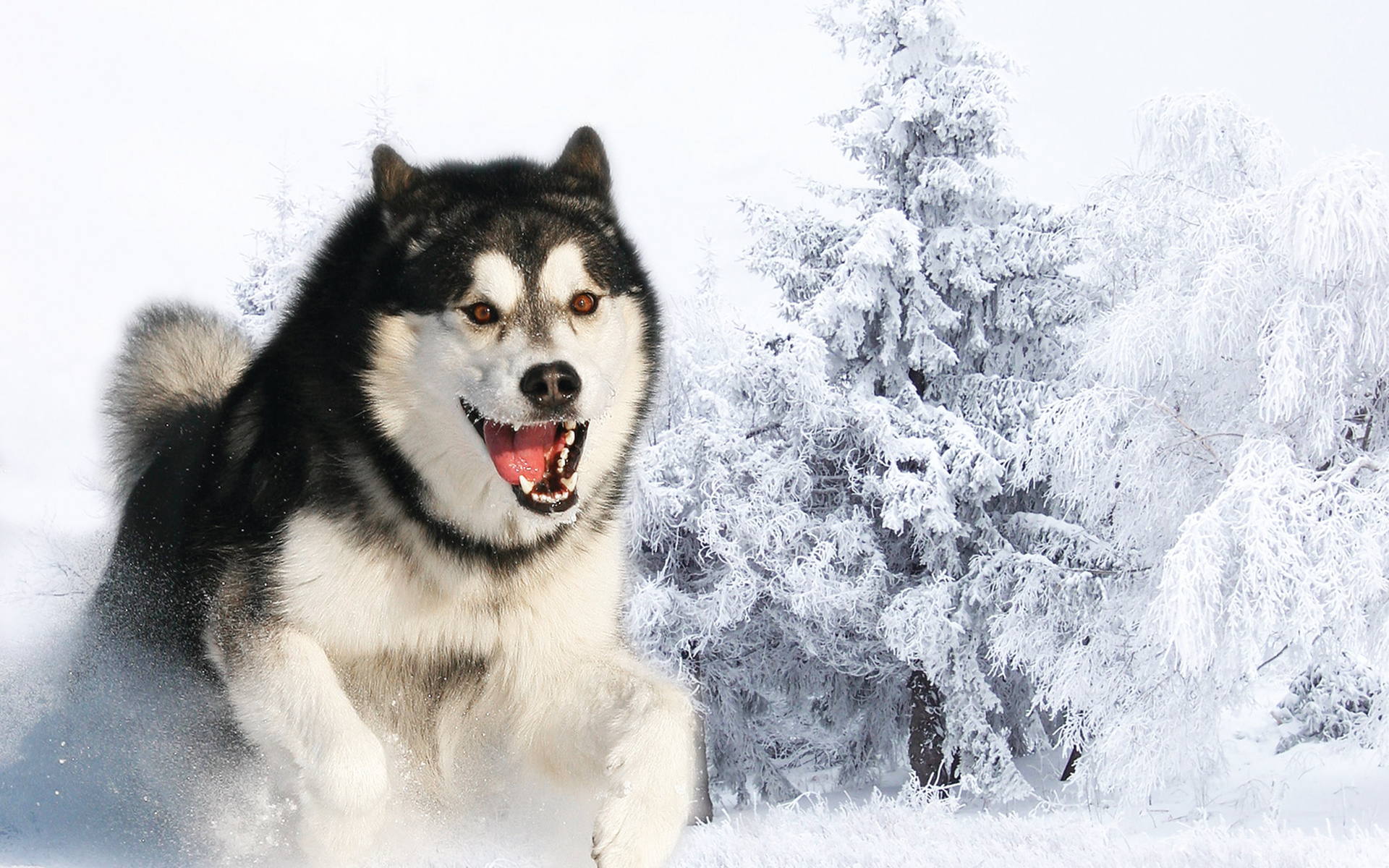 husky, Eskimo, Animals, Dogs, Fur, Fangs, Run, Motion, Landscapes, Predator, Wildlife, Trees, Forests, Winter, Snow, Seasons, Face, Eyes, Fur Wallpaper