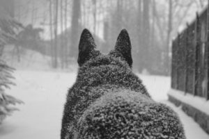 dog, Snowy, Back