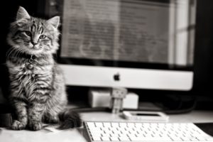 animals, Cats, Felines, Black, White, Tech, Computer, Keyboard, Screen, Reflection, Danbo, Amazon, Apple, Fur, Eyes, Stare, Whiskers