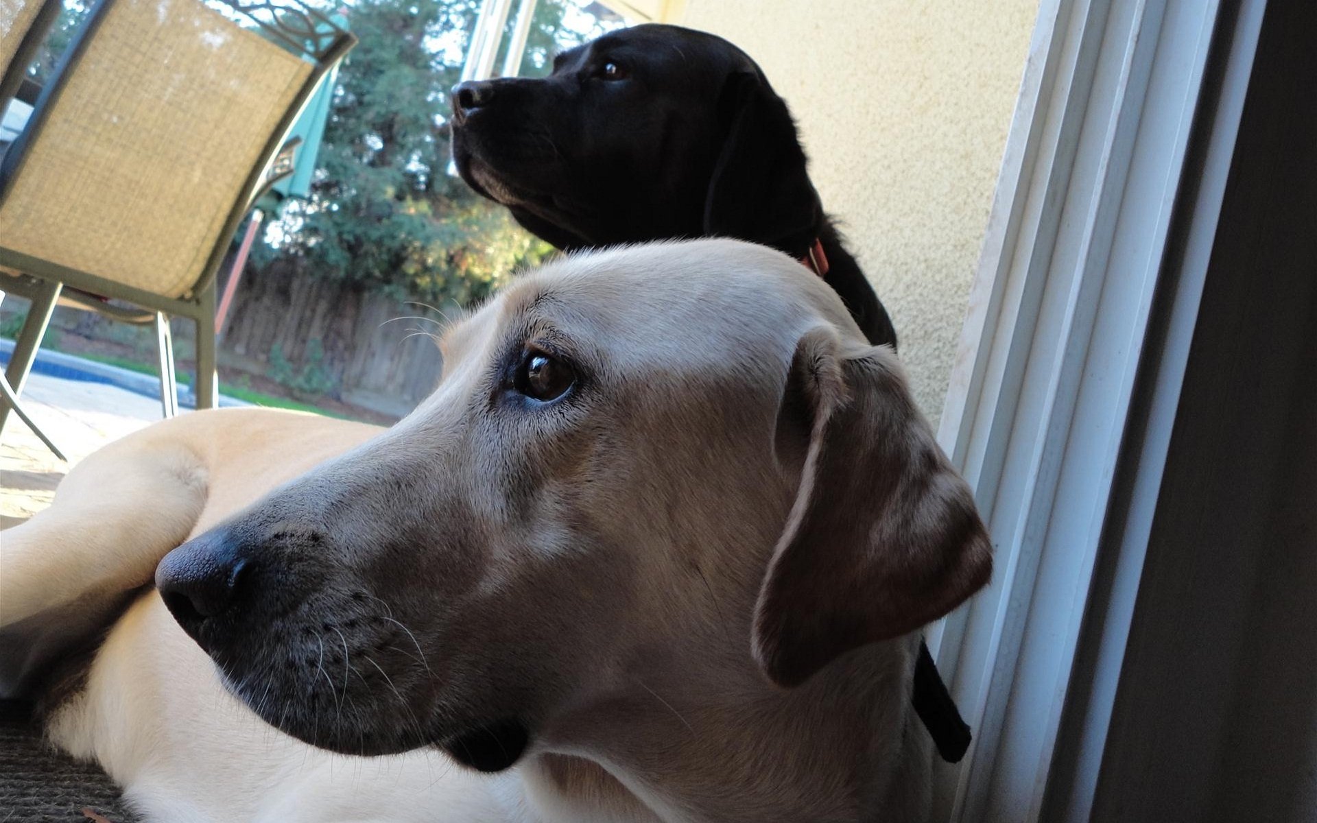 animals, Dogs, Pets Wallpaper