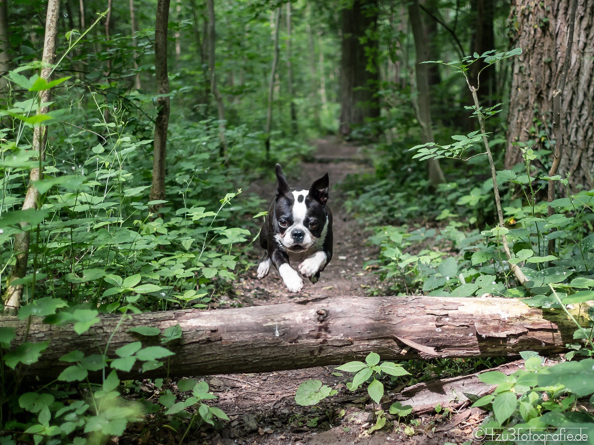 nature, Trees, Forests, Animals, Dogs, Jumping Wallpapers HD / Desktop and Mobile Backgrounds