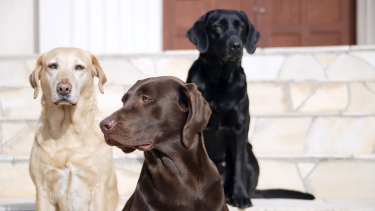 animals, Dogs, Stairways, Canine, Labrador, Retriever HD Wallpaper Desktop Background