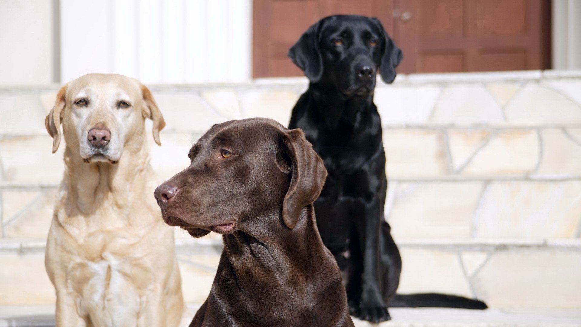 animals, Dogs, Stairways, Canine, Labrador, Retriever Wallpapers HD /  Desktop and Mobile Backgrounds
