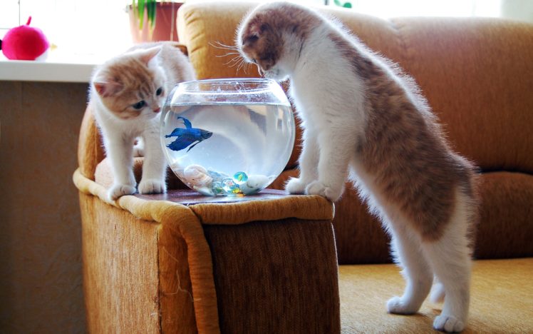 two, Kitten, Watching, A, Blue, Fish HD Wallpaper Desktop Background