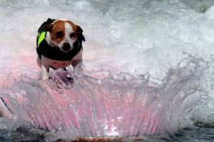 animals, Dogs, Canines, Humor, Funny, Situations, Sports, Surfing, Waves, Ocean, Sea, Bubbles, Foam, Sparkle, Drops