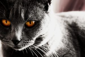 eyes, Dark, Cats, Animals