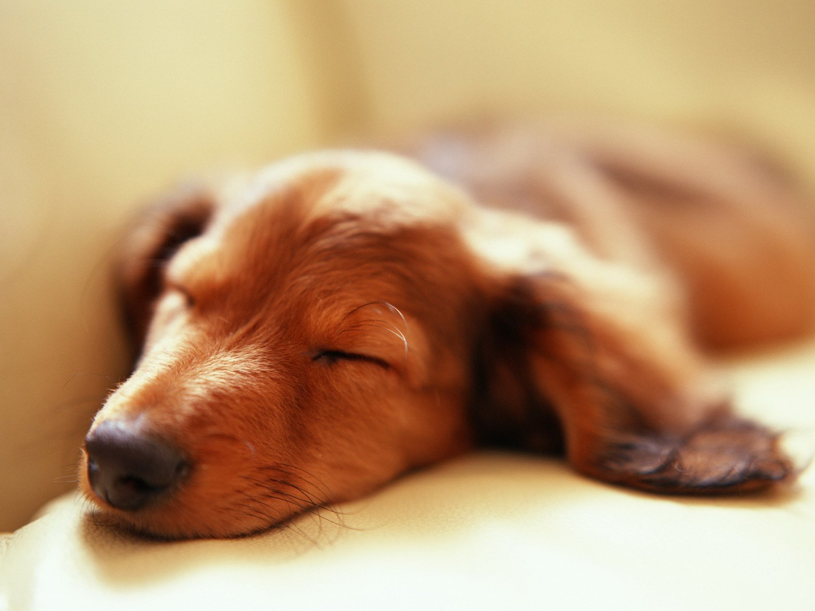 animals, Dogs, Puppies Wallpaper