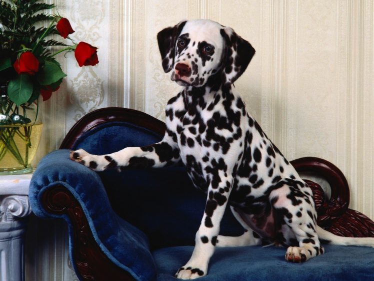 animals, Dogs, Dalmatians HD Wallpaper Desktop Background
