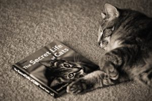the, Secret, Life, Of, Cats