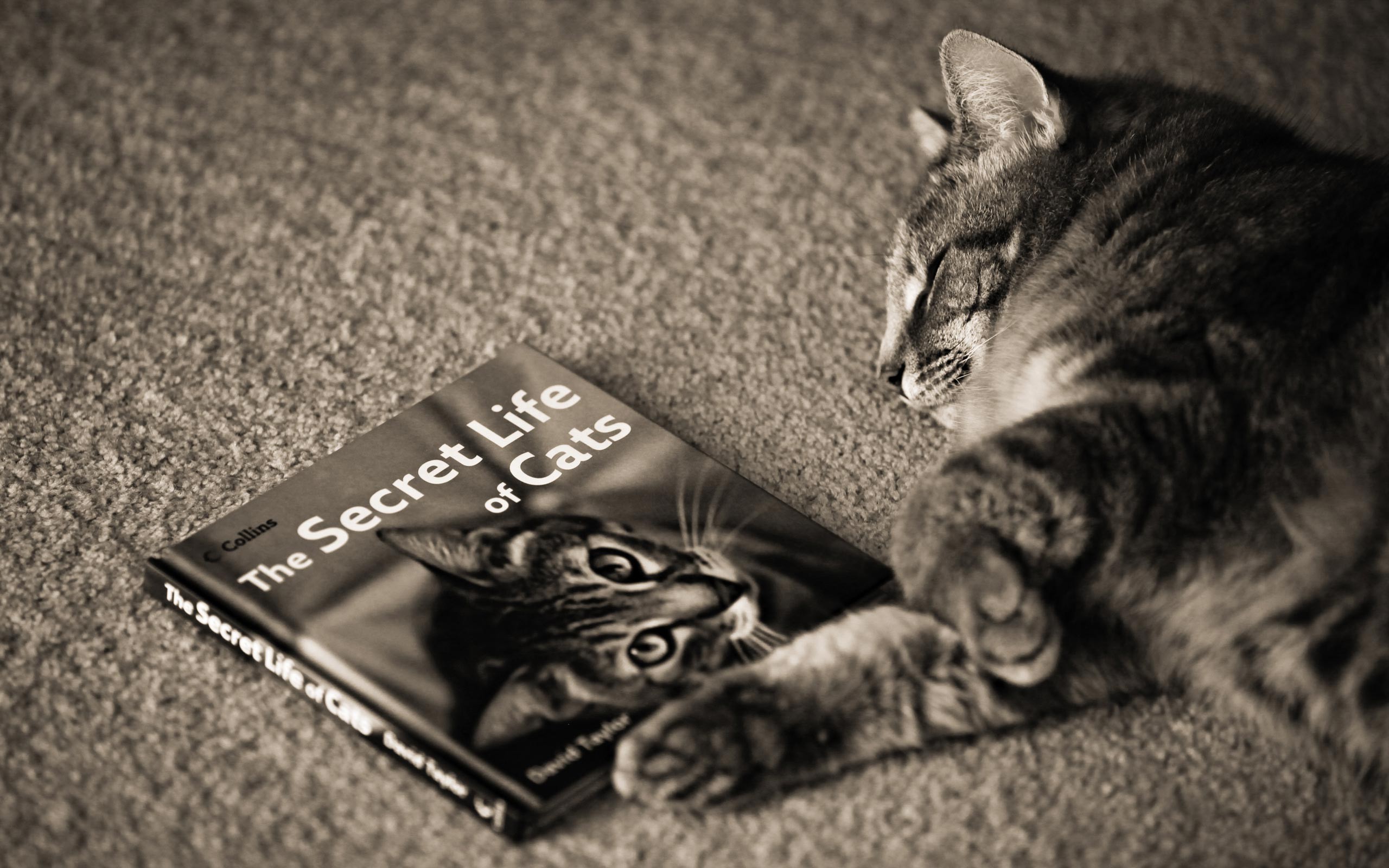 the, Secret, Life, Of, Cats Wallpaper