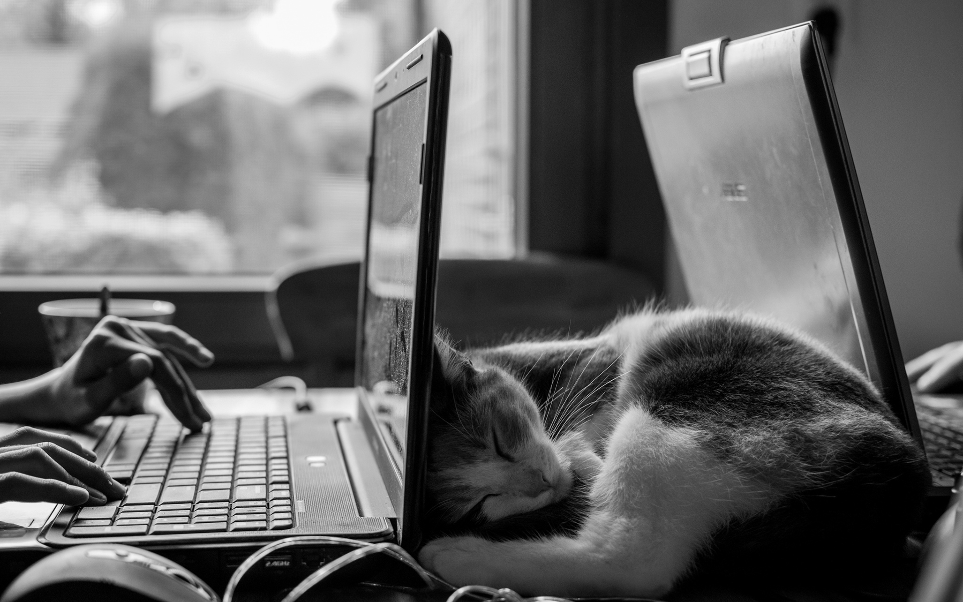 animals, Cats, Felines, Fur, Face, Whiskers, Black, White, Bw, Humor, Funny, Sleep, Tech, Computers, Window, Situation, Cute, People, Keyboard, Light Wallpaper