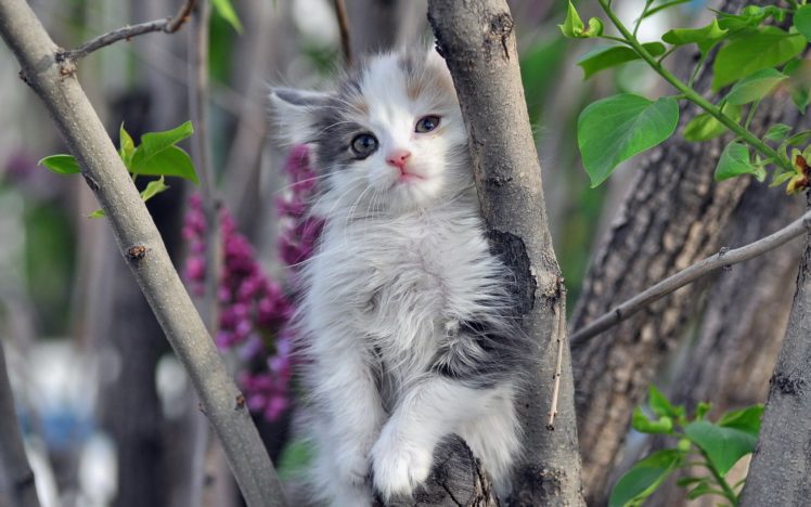 nature, Cats, Animals, Kittens HD Wallpaper Desktop Background