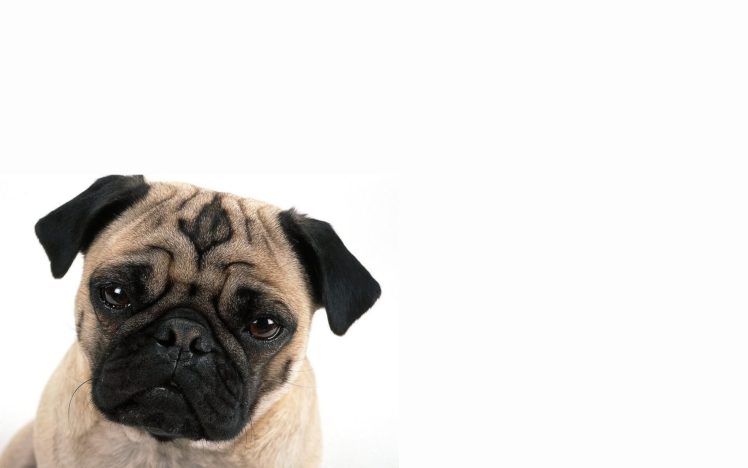 animals, Dogs, Pug HD Wallpaper Desktop Background