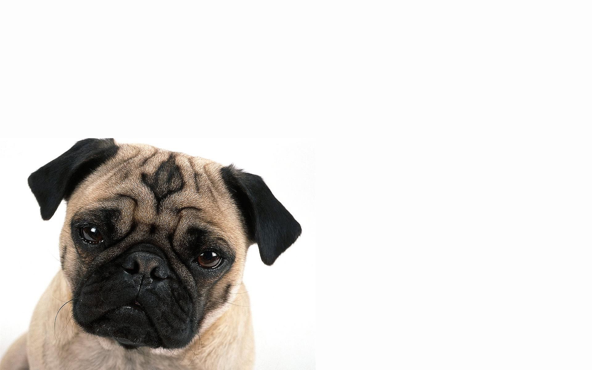 animals, Dogs, Pug Wallpapers HD / Desktop and Mobile Backgrounds
