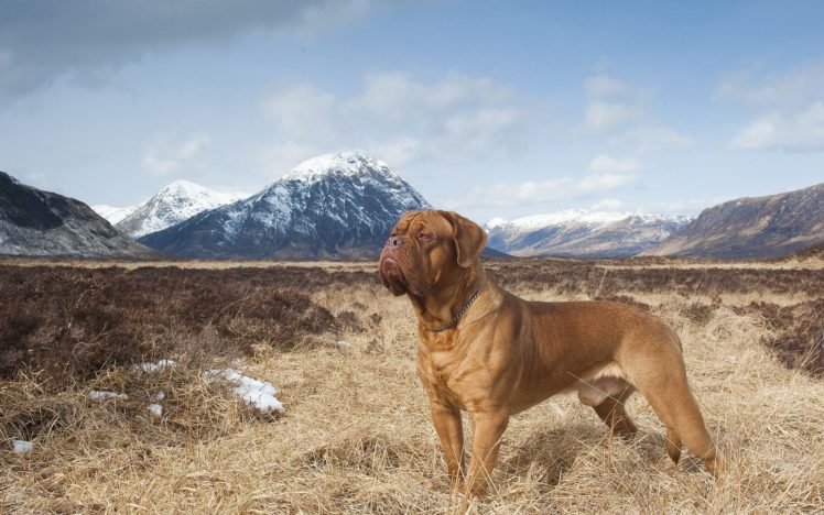 mountains, Dogs, Plains, Pets HD Wallpaper Desktop Background