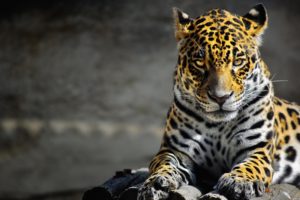 animals, Cats, Leopards, Spots, Fur, Face, Eyes, Whiskers, Predator