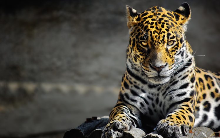 animals, Cats, Leopards, Spots, Fur, Face, Eyes, Whiskers, Predator HD Wallpaper Desktop Background