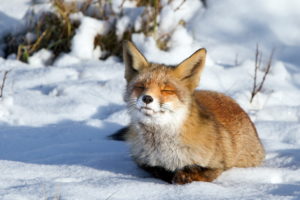 animals, Fox, Canines, Fur, Face, Whiskers, Winter, Snow, Cold, Seasons