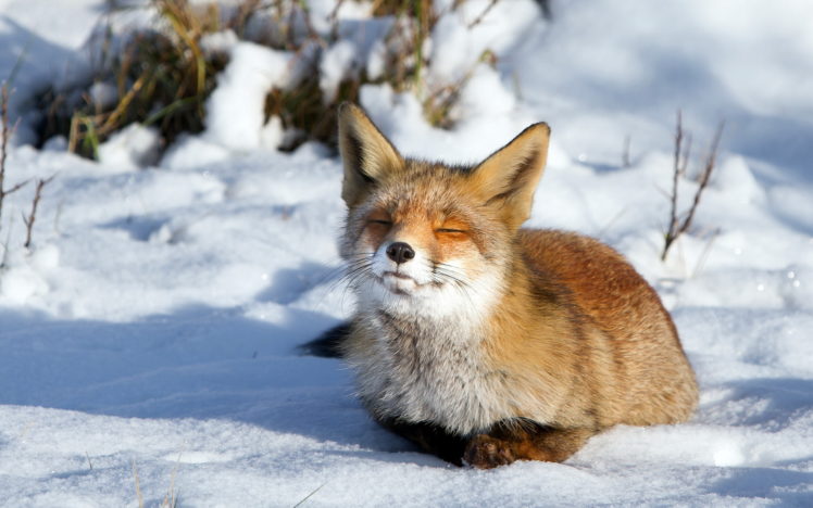 animals, Fox, Canines, Fur, Face, Whiskers, Winter, Snow, Cold, Seasons HD Wallpaper Desktop Background