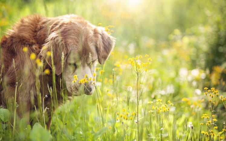 animals, Dogs, Bokeh, Depth, Of, Field, Wildflowers HD Wallpaper Desktop Background