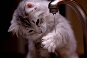 animals, Cats, Felines, Kittens, Fur, Whiskers, Paws, Water, Drops, Humor, Funny, Cute, Babies