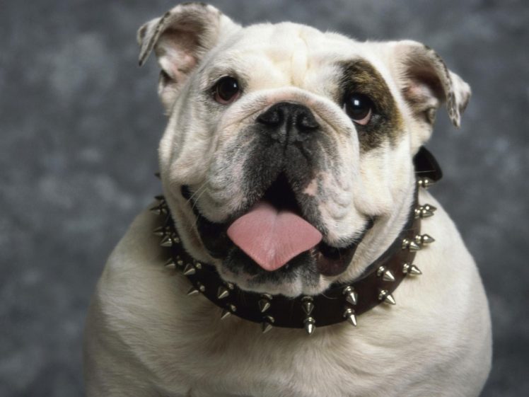 tongue, British, Bulldog HD Wallpaper Desktop Background