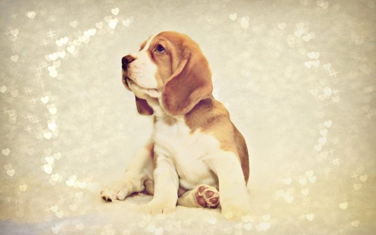 love, Animals, Dogs, Hearts HD Wallpaper Desktop Background