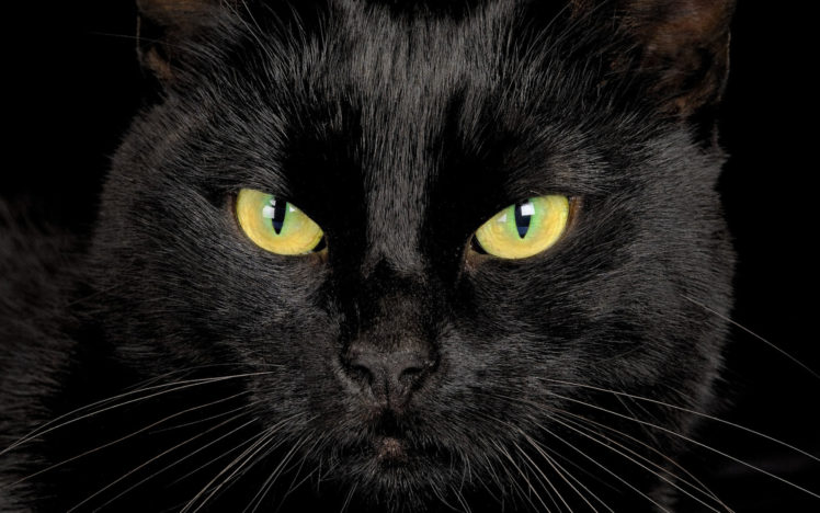animals, Cats, Felines, Face, Eyes, Whiskers, Contrast, Pov HD Wallpaper Desktop Background