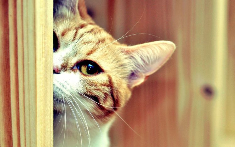 cat, Hide, And, Seek HD Wallpaper Desktop Background