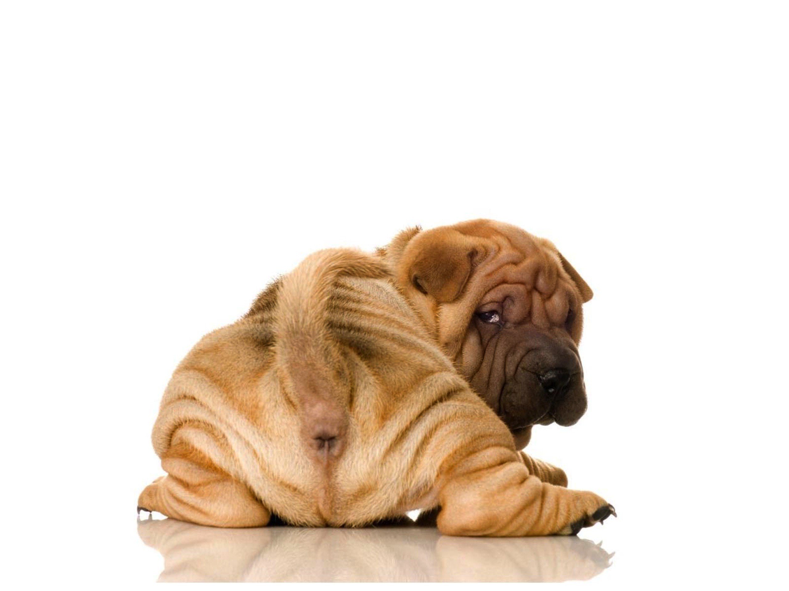 animals, Dogs, White, Background Wallpaper