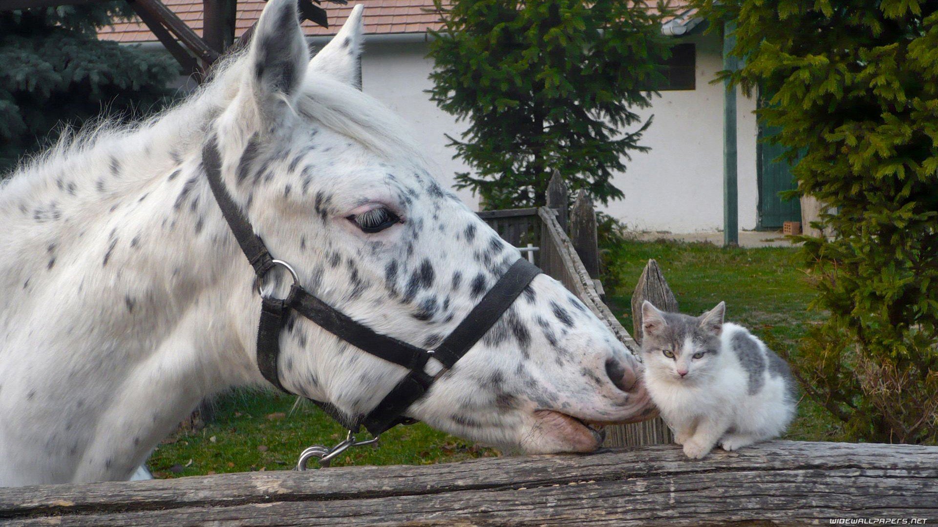 nature, Cats, Animals, Kissing, Horses Wallpaper