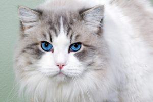 white, Cat, With, Blue, Eyes