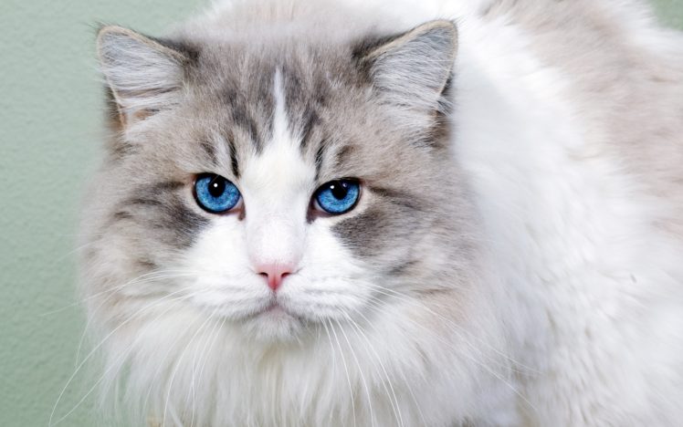 white, Cat, With, Blue, Eyes HD Wallpaper Desktop Background
