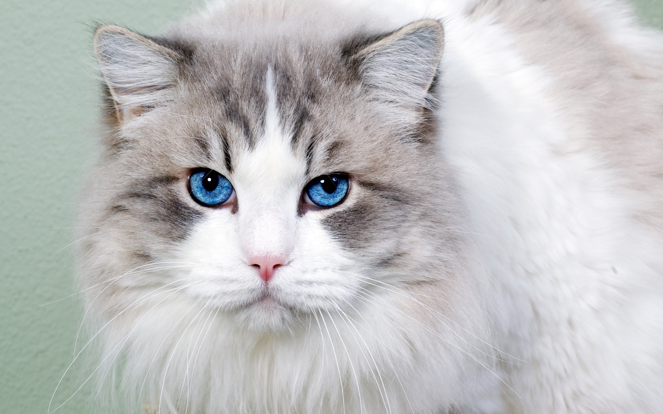 white, Cat, With, Blue, Eyes Wallpaper