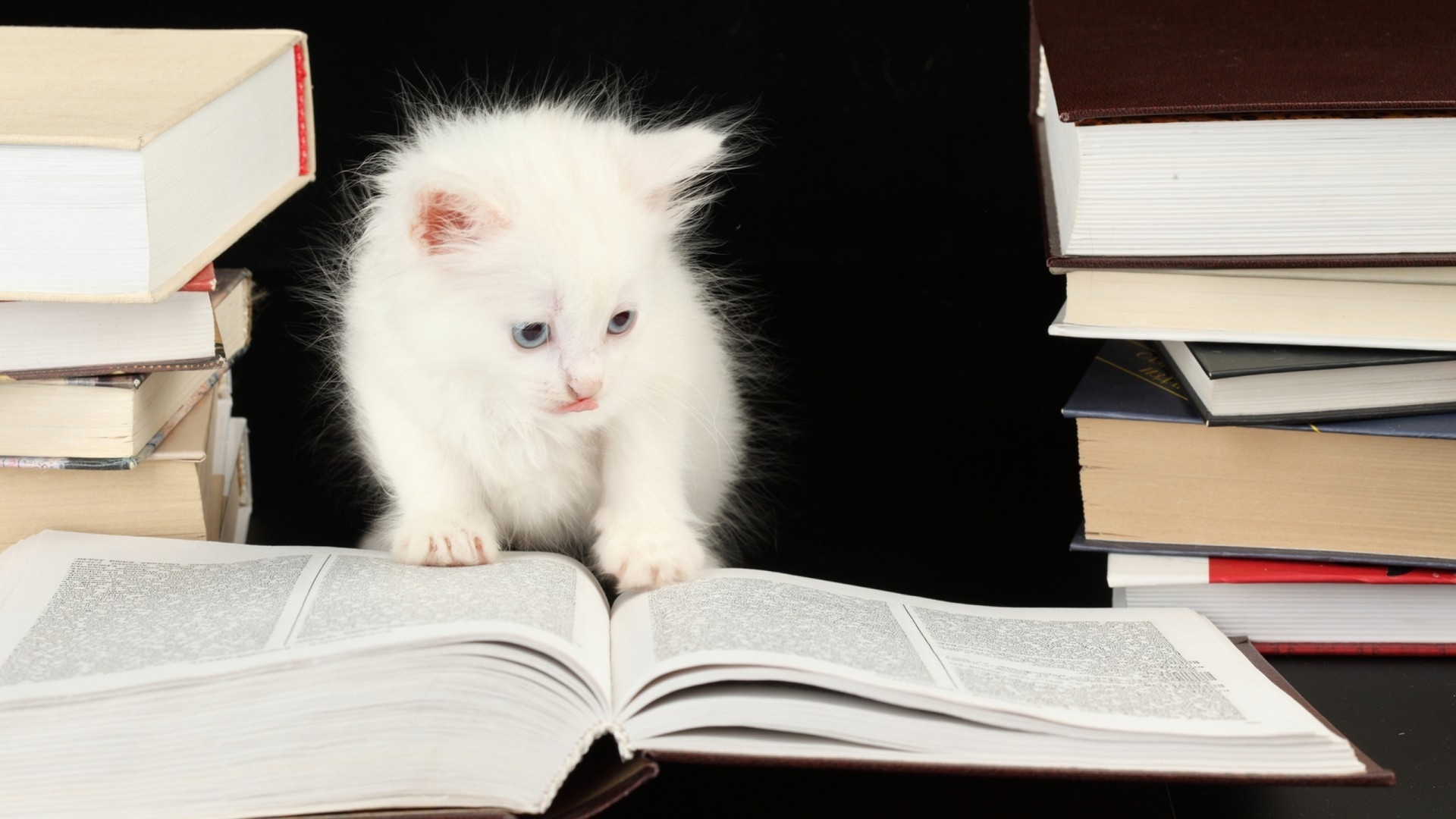 animals, Cats, Felines, Kittens, Cute, Whiskers, Eyes, Books, Humor, Funny Wallpaper