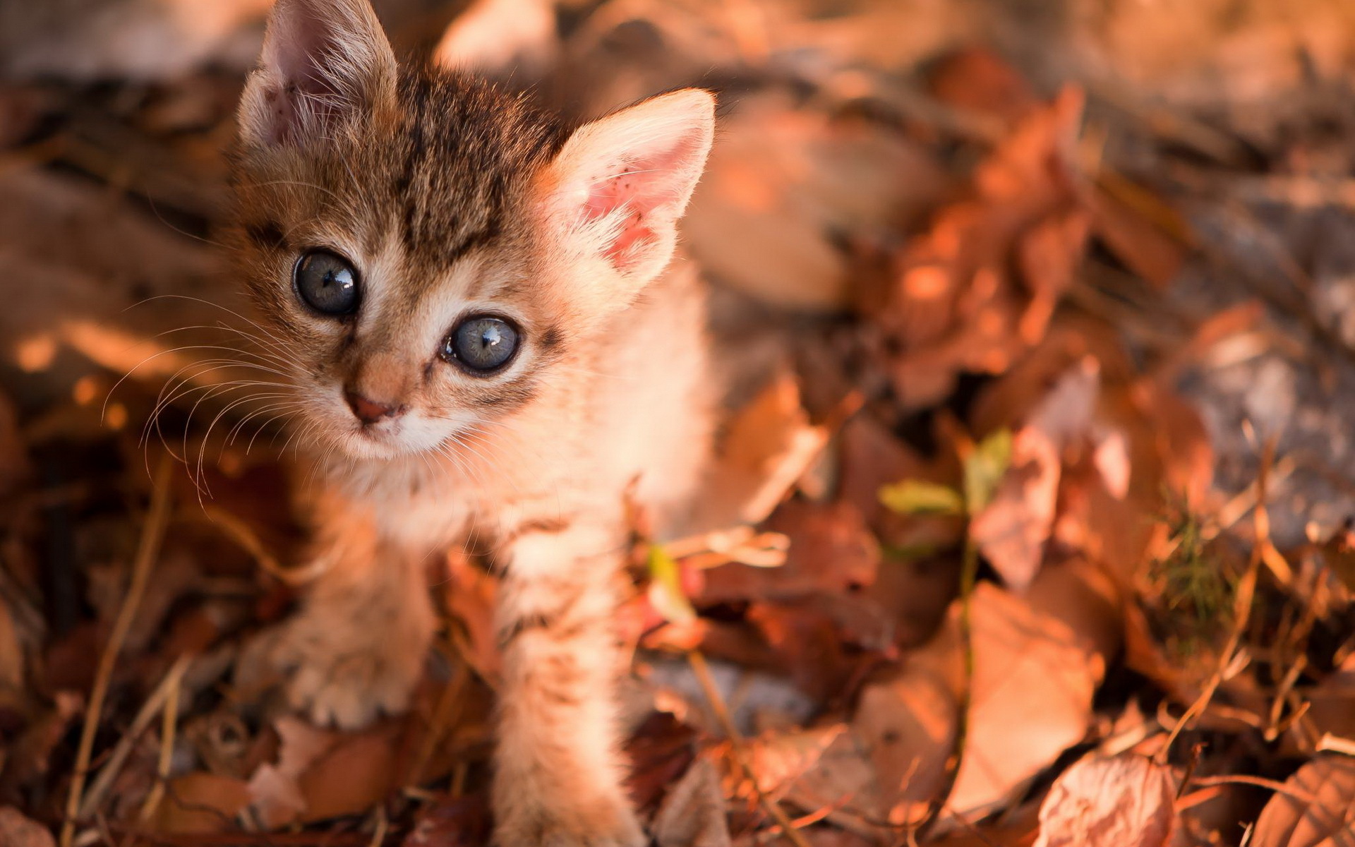 animals, Cats, Felines, Kittens, Face, Eyes, Cute, Pov, Leaves, Autumn, Fall, Whiskers Wallpaper