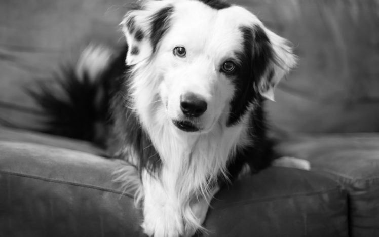 animals, Dogs, Black, White, Eyes, Pov HD Wallpaper Desktop Background