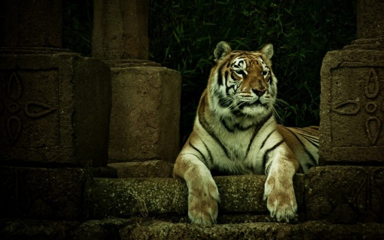 animals, Cats, Tigers, Predator, Wildlife, Face, Eyes, Whiskers, Stripes HD Wallpaper Desktop Background
