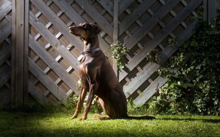 dog, Sits, On, Grass HD Wallpaper Desktop Background