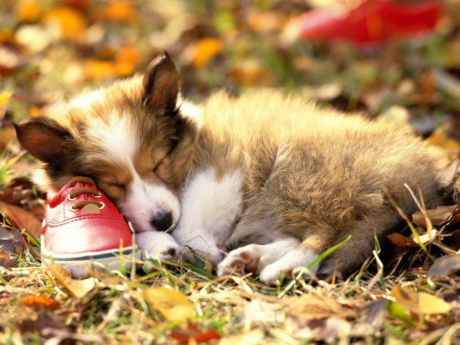 animals, Dogs, Shoes, Canine, Pets Wallpaper