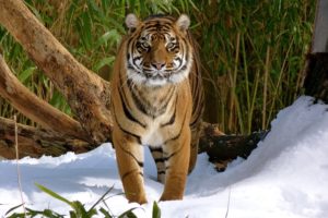tiger, Wild, Cat, Predator, Snow, Winter