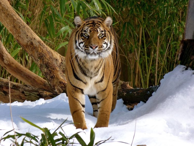 tiger, Wild, Cat, Predator, Snow, Winter HD Wallpaper Desktop Background