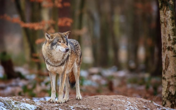 wolf, Nature, Forest HD Wallpaper Desktop Background