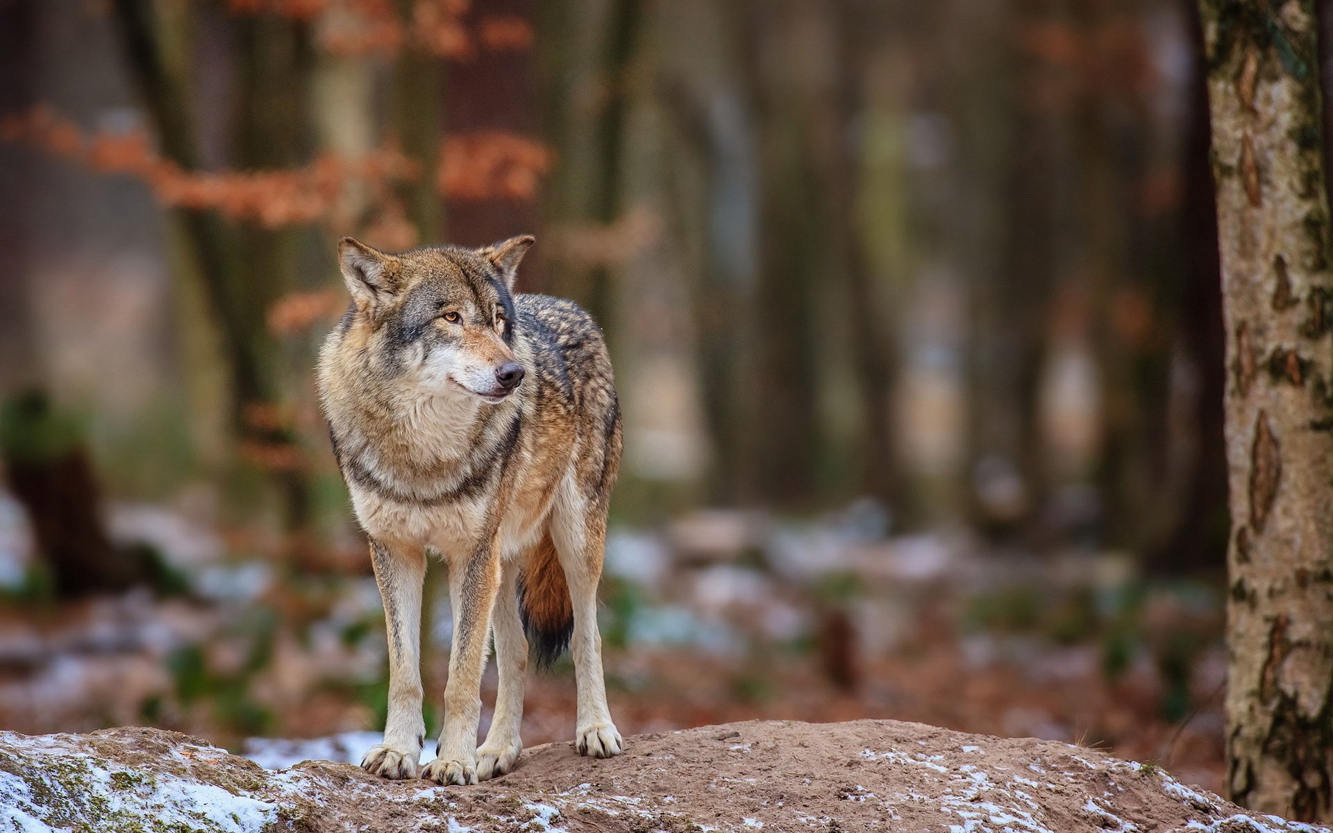 wolf, Nature, Forest Wallpaper