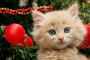 merry, Christmas, Kitten
