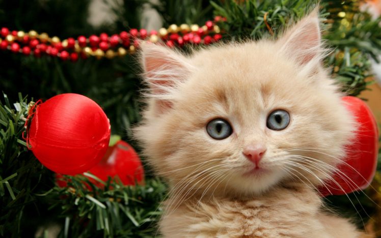 merry, Christmas, Kitten HD Wallpaper Desktop Background